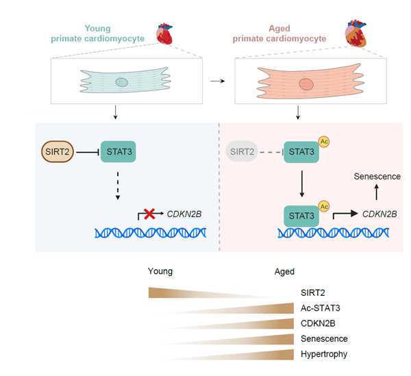 3天两人！这份名单不要再增加了……