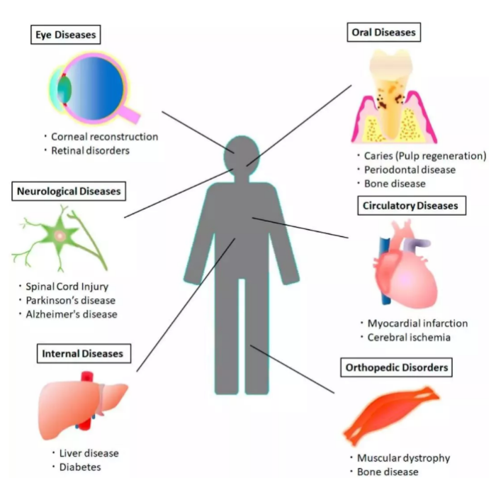 基因工程方法培育出人类迷你肝脏